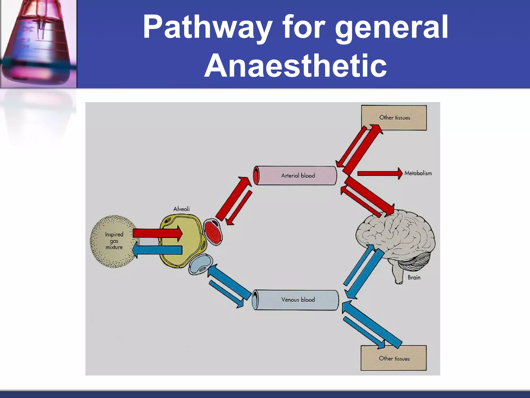 Pathway for general
Anaesthetic
 