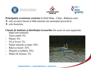 eeagrantsmediu.ro | www.eeagrants.org | www.acmi.ro
Principalele ecosisteme existente în Situl Maţa - Cârja - Rădeanu sunt:
 cele acvatice (lacuri şi bălţi naturale sau amenajate piscicol) şi
 cele forestiere
Clasele de habitate şi distribuţia terenurilor din acest sit sunt organizate
după cum urmează:
- Teren arabil: 5%
- Păşuni: 6%
- Vii şi livezi: 2%
- Pajişti naturale şi stepe: 24%
- Râuri şi lacuri: 32%
- Mlaştini şi turbării: 29%
- Păduri de foioase: 2%
 