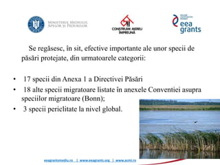 eeagrantsmediu.ro | www.eeagrants.org | www.acmi.ro
Se regăsesc, în sit, efective importante ale unor specii de
păsări protejate, din urmatoarele categorii:
• 17 specii din Anexa 1 a Directivei Păsări
• 18 alte specii migratoare listate în anexele Conventiei asupra
speciilor migratoare (Bonn);
• 3 specii periclitate la nivel global.
 