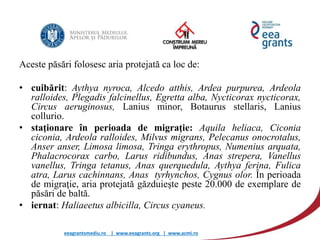 eeagrantsmediu.ro | www.eeagrants.org | www.acmi.ro
Aceste păsări folosesc aria protejată ca loc de:
• cuibărit: Aythya nyroca, Alcedo atthis, Ardea purpurea, Ardeola
ralloides, Plegadis falcinellus, Egretta alba, Nycticorax nycticorax,
Circus aeruginosus, Lanius minor, Botaurus stellaris, Lanius
collurio.
• staţionare în perioada de migraţie: Aquila heliaca, Ciconia
ciconia, Ardeola ralloides, Milvus migrans, Pelecanus onocrotalus,
Anser anser, Limosa limosa, Tringa erythropus, Numenius arquata,
Phalacrocorax carbo, Larus ridibundus, Anas strepera, Vanellus
vanellus, Tringa tetanus, Anas querquedula, Aythya ferina, Fulica
atra, Larus cachinnans, Anas tyrhynchos, Cygnus olor. În perioada
de migraţie, aria protejată găzduieşte peste 20.000 de exemplare de
păsări de baltă.
• iernat: Haliaeetus albicilla, Circus cyaneus.
 