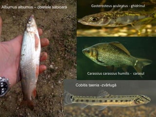 Alburnus alburnus – obletele săbioară
Cobitis taenia -zvârlugă
Carassius carassius humilis - carasul
Gasterosteus aculeatus - ghidrinul
 