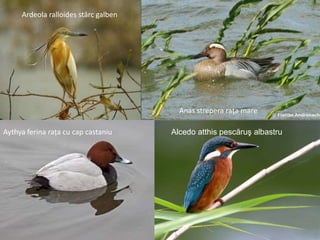 Barza
Sfrânciocul roșu
Ardeola ralloides stârc galben
Alcedo atthis pescăruş albastru
Anas strepera raţa mare
Aythya ferina rața cu cap castaniu
 
