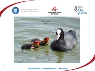 eeagrantsmediu.ro | www.eeagrants.org | www.acmi.ro
Dumbrăveanca
)
(dendrocopus syriacus)Fulica atra
lişita
 