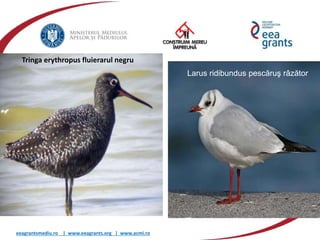 eeagrantsmediu.ro | www.eeagrants.org | www.acmi.ro
Ciocârlie
Tringa erythropus fluierarul negru
Larus ridibundus pescăruş râzător
 