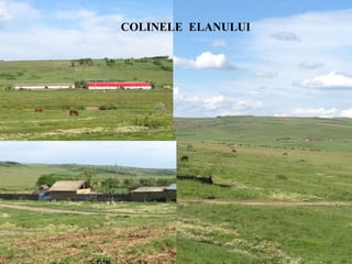 eeagrantsmediu.ro | www.eeagrants.org | www.acmi.ro
Acvila de câmp
Aquila heliaca;
Cucuvea
Athene noctua
Bot gros
Colinele ElanuluiCOLINELE ELANULUI
 