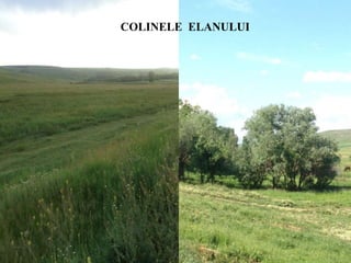 COLINELE ELANULUI
 