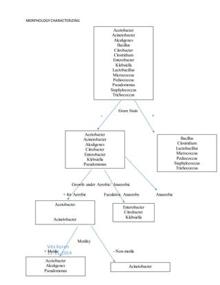 MORPHOLOGY CHARACTERIZING
Vita Koren
12-11-2014
Acetobacter
Acinetobacter
Alcaligenes
Bacillus
Citrobacter
Clostridium
Enterobacter
Klebsiella
Lactobacillus
Micrococcus
Pediococcus
Pseudomonas
Staphylococcus
Trichococcus
Acetobacter
Acinetobacter
Alcaligenes
Citrobacter
Enterobacter
Klebsiella
Pseudomonas
Bacillus
Clostridium
Lactobacillus
Micrococcus
Pediococcus
Staphylococcus
Trichococcus
Gram Stain
- +
Acetobacter
Acinetobacter
Alcaligenes
Pseudomonas
Growth under Aerobic/ Anaerobic
+ for Aerobic Faculative Anaerobe Anaerobic
-
Acetobacter
Alcaligenes
Pseudomonas
Acinetobacter
Enterobacter
Citrobacter
Klebsiella
Motility
+ Motile - Non-motile
 