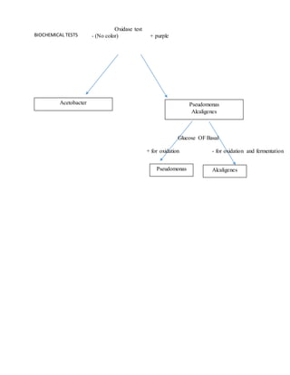 BIOCHEMICAL TESTS
Acetobacter Pseudomonas
Alcaligenes
Oxidase test
- (No color) + purple
Pseudomonas
Glucose OF Basal
+ for oxidation - for oxidation and fermentation
Alcaligenes
 