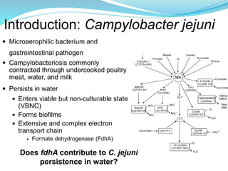 Introduction: Campylobacter jejuni
 Microaerophilic bacterium and
gastrointestinal pathogen
 Campylobacteriosis commonly
contracted through undercooked poultry
meat, water, and milk
 Persists in water
 Enters viable but non-culturable state
(VBNC)
 Forms biofilms
 Extensive and complex electron
transport chain
 Formate dehydrogenase (FdhA)
Does fdhA contribute to C. jejuni
persistence in water?
 