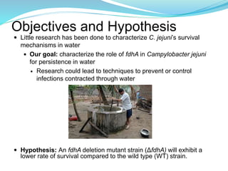 Objectives and Hypothesis
 Little research has been done to characterize C. jejuni’s survival
mechanisms in water
 Our goal: characterize the role of fdhA in Campylobacter jejuni
for persistence in water
 Research could lead to techniques to prevent or control
infections contracted through water
 Hypothesis: An fdhA deletion mutant strain (ΔfdhA) will exhibit a
lower rate of survival compared to the wild type (WT) strain.
 