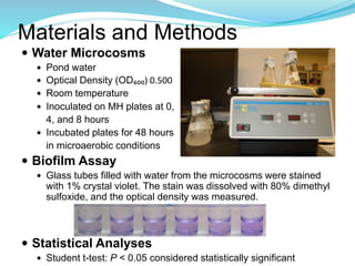 Materials and Methods
 Water Microcosms
 Pond water
 Optical Density (OD₆₀₀) 0.500
 Room temperature
 Inoculated on MH plates at 0,
4, and 8 hours
 Incubated plates for 48 hours
in microaerobic conditions
 Biofilm Assay
 Glass tubes filled with water from the microcosms were stained
with 1% crystal violet. The stain was dissolved with 80% dimethyl
sulfoxide, and the optical density was measured.
 Statistical Analyses
 Student t-test: P < 0.05 considered statistically significant
 