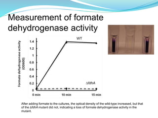 Measurement of formate
dehydrogenase activity
After adding formate to the cultures, the optical density of the wild-type increased, but that
of the ∆fdhA mutant did not, indicating a loss of formate dehydrogenase activity in the
mutant.
WT
∆fdhA
 
