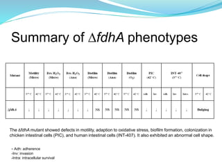 Summary of ∆fdhA phenotypes
The ∆fdhA mutant showed defects in motility, adaption to oxidative stress, biofilm formation, colonization in
chicken intestinal cells (PIC), and human intestinal cells (INT-407). It also exhibited an abnormal cell shape.
- Adh: adherence
-Inv: invasion
-Intra: intracellular survival
 