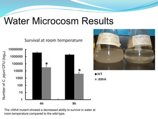 Water Microcosm Results
The ∆fdhA mutant showed a decreased ability to survive in water at
room temperature compared to the wild-type.
*
*
NumberofC.jejuniCFU(log₁₀)
 