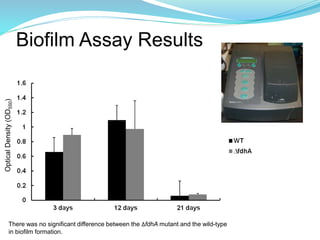 Biofilm Assay Results
There was no significant difference between the ∆fdhA mutant and the wild-type
in biofilm formation.
OpticalDensity(OD550)
 