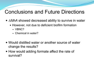 Conclusions and Future Directions
 ∆fdhA showed decreased ability to survive in water
 However, not due to deficient biofilm formation
 VBNC?
 Chemical in water?
 Would distilled water or another source of water
change the results?
 How would adding formate affect the rate of
survival?
 