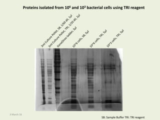 3 March 16
SB: Sample Buffer TRI: TRI reagent
Proteins isolated from 106 and 103 bacterial cells using TRI reagent
 