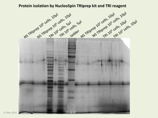 Protein isolation by NucleoSpin TRIprep kit and TRI reagent
11 May 2016
 