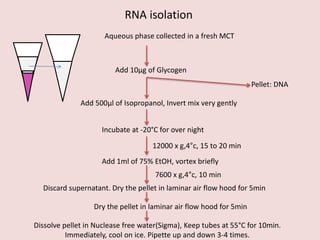 Aqueous phase collected in a fresh MCT
Add 10µg of Glycogen
Add 500µl of Isopropanol, Invert mix very gently
Incubate at -20°C for over night
12000 x g,4°c, 15 to 20 min
Add 1ml of 75% EtOH, vortex briefly
Dry the pellet in laminar air flow hood for 5min
Dissolve pellet in Nuclease free water(Sigma), Keep tubes at 55°C for 10min.
Immediately, cool on ice. Pipette up and down 3-4 times.
Pellet: DNA
Discard supernatant. Dry the pellet in laminar air flow hood for 5min
7600 x g,4°c, 10 min
RNA isolation
 