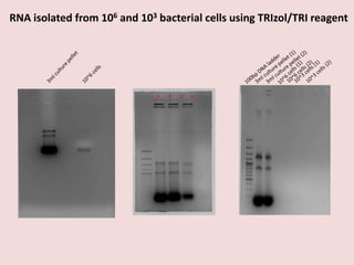 A B C D
RNA isolated from 106 and 103 bacterial cells using TRIzol/TRI reagent
 