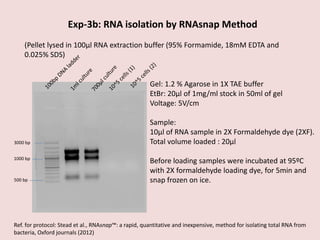 3000 bp
1000 bp
500 bp
Exp-3b: RNA isolation by RNAsnap Method
(Pellet lysed in 100µl RNA extraction buffer (95% Formamide, 18mM EDTA and
0.025% SDS)
Gel: 1.2 % Agarose in 1X TAE buffer
EtBr: 20µl of 1mg/ml stock in 50ml of gel
Voltage: 5V/cm
Sample:
10µl of RNA sample in 2X Formaldehyde dye (2XF).
Total volume loaded : 20µl
Before loading samples were incubated at 95ºC
with 2X formaldehyde loading dye, for 5min and
snap frozen on ice.
Ref. for protocol: Stead et al., RNAsnap™: a rapid, quantitative and inexpensive, method for isolating total RNA from
bacteria, Oxford journals (2012)
 