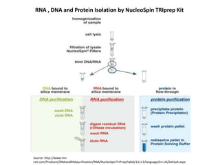 Source: http://www.mn-
net.com/Products/DNAandRNApurification/RNA/NucleoSpinTriPrep/tabid/11113/language/en-US/Default.aspx
RNA , DNA and Protein Isolation by NucleoSpin TRIprep Kit
 
