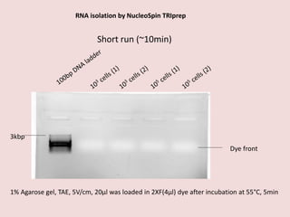 Dye front
1% Agarose gel, TAE, 5V/cm, 20µl was loaded in 2XF(4µl) dye after incubation at 55°C, 5min
Short run (~10min)
3kbp
RNA isolation by NucleoSpin TRIprep
 