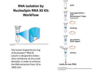 RNA isolation by
NucleoSpin RNA XS Kit:
WorkFlow
The funnel shaped thrust ring
of NucleoSpin® RNA XS
column is designed to hold a
silica membrane of very small
diameter, in order to enhance
the RNA extraction from 10 to
1000 cells
Source: http://www.mn-net.com/Products/DNAandRNApurification/RNA/NucleoSpinRNAXS/tabid/10643/language/en-
US/Default.aspx
Source: http://www.mn-
net.com/Products/DNAandRNApurification/RNA/NucleoSpinRNAXS/tabid/10643/languag
e/en-US/Default.aspx
 