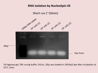 Dye front
1% Agarose gel, TAE runnig buffer, 5V/cm, 20µl was loaded in 2XF(4µl) dye after incubation at
55°C, 5min
Short run (~10min)
3kbp
RNA isolation by NucleoSpin XS
 