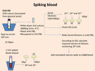 Check OD (1ml)
Serial
Dilutions
(100+900)µl
10-3 , 10-4 and 10-5
100µl
Make Serial Dilutions in cold PBS,
According to OD, calculate
required volume of dilution
containing 104 cells
Add calculated volume spike to 1.5ml blood
1.5ml spiked
blood aliquot
100 and 10-1
50µl 100µl
X2 X2 X2
X2
0.65 OD
O/N culture (inoculated
from glycerol stock)
Kept on Ice for
105 min
•Pellet down 2ml culture,
(8000xg 5min, 4°C)
•Wash with PBS,
•Resuspend in 2ml PBS
12:30pm
Spiking blood
 