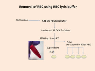 RBC fraction Add 1ml RBC Lysis Buffer
Supernatant
12000 xg ,5min, 4°C
Pellet
(re-suspend in 200µl PBS)
100µl
Removal of RBC using RBC lysis buffer
Incubate at RT / 4°C for 30min
 