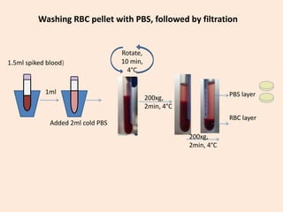 1.5ml spiked blood)
1ml
Rotate,
10 min,
4°C
PBS layer
RBC layer
200xg,
2min, 4°C
200xg,
2min, 4°C
Added 2ml cold PBS
Washing RBC pellet with PBS, followed by filtration
 
