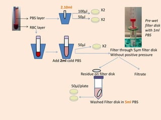 PBS layer
RBC layer
Add 2ml cold PBS
Filter through 5µm filter disk
Without positive pressure
Residue on filter disk Filtrate
Washed Filter disk in 5ml PBS
2.10ml
100µl
50µl
X2
X2
50µl X2
50µl/plate
Pre-wet
filter disk
with 1ml
PBS
 