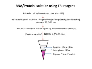 Bacterial cell pellet (washed once with PBS)
Re-suspend pellet in 1ml TRI reagent by repeated pipetting and vortexing.
Incubate, RT, 5-10 min
Add 250ul chloroform & shake vigorously. Allow to stand for 2-3 min, RT.
(Phase separation)
RNA/Protein Isolation using TRI reagent
12000 x g; 4°c; 15 min
Organic Phase: Proteins
Inter-phase: DNA
Aqueous phase: RNA
 