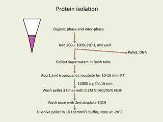Organic phase and inter-phase
Add 300ul 100% EtOH, mix well
Collect Supernatant in fresh tube
Add 1.5ml Isopropanol, incubate for 10-15 min, RT
12000 x g,4°c,15 min
Wash pellet 3 times with 0.3M GnHCl/95% EtOH
Wash once with 2ml absolute EtOH
Dissolve pellet in 1X Laemmli’s buffer, store at -20°C
Pellet: DNA
Protein isolation
 