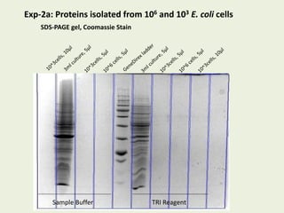 Exp-2a: Proteins isolated from 106 and 103 E. coli cells
SDS-PAGE gel, Coomassie Stain
Sample Buffer TRI Reagent
 