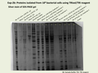1 2 3 4 5 6 7 8 9 10 11 12 13 14 15
Exp-2b: Proteins isolated from 106 bacterial cells using TRIzol/TRI reagent
Silver stain of SDS-PAGE gel
SB: Sample Buffer TRI: TRI reagent
 