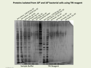 Sample Buffer TRI Reagent
Proteins isolated from 106 and 103 bacterial cells using TRI reagent
 