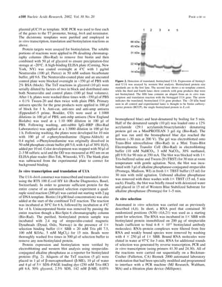 plasmid pUC19 as template. SOE PCR was used to fuse each
of the genes to the T7 promoter, biotag, birA and terminator.
The dicistronic templates were puri®ed and employed in
in vitro transcription, translation and biotinylation reactions as
above.
Protein targets were assayed for biotinylation. The soluble
portions of reactions were applied to P6 desalting chromatog-
raphy columns (Bio-Rad) to remove free biotin and then
combined with 50 ml of glycerol to ensure precipitation-free
storage at ±20°C. A high-binding ELISA plate (Corning, New
York, NY) was coated overnight at 4°C with 1 mg/ml
Neutravidin (100 ml; Pierce) in 50 mM sodium bicarbonate
buffer, pH 9.6. The Neutravidin-coated plate and an uncoated
control plate were blocked overnight in ~350 ml of PBS with
2% BSA (block). The TnT reactions in glycerol (10 ml) were
serially diluted by factors of two in block and distributed onto
both Neutravidin and control plates (100 ml ®nal volumes).
After 1 h, plates were washed three times with ~350 ml of PBS
+ 0.1% Tween-20 and then twice with plain PBS. Primary
antisera speci®c for the gene products were applied in 100 ml
of block for 1 h. Anti-cat, anti-neo and anti-amp antisera
(Eppendorf±5 prime, Boulder, CO) were used at 1:1000
dilutions in 100 ml of PBS; anti-mbp antisera (New England
Biolabs) was used at a 1:10 000 dilution in 100 ml of
PBS. Following washing, anti-rabbit IgG±HRP (Bio-Rad
Laboratories) was applied at a 1:3000 dilution in 100 ml for
1 h. Following washing, the plates were developed for 10 min
with 100 ml of o-phenylenediamine (Sigma-Aldrich) at
0.4 mg/ml. o-Phenylenediamine was originally dissolved in
50 mM phosphate citrate buffer pH 5.0, with 4 ml of 30% H2O2
added per 10 ml. Color development was stopped with 50 ml of
2±3 M sulfuric acid and the OD was measured at 492 nm on an
ELISA plate reader (Bio-Tek, Winooski, VT). The blank plate
was subtracted from the experimental plate to correct for
background binding.
In vitro transcription and translation of U1A
The U1A±birA construct was transcribed and translated in vitro
using the RTS 100 E.coli HY kit (Roche Diagnostics, Basel,
Switzerland). In order to generate suf®cient protein for the
entire course of an automated selection experiment a quad-
ruple sized reaction (200 ml) was carried out starting with 2 mg
of DNA template. Biotin (14 mM ®nal concentration) was also
added at the start of the combined TnT reaction. The reaction
was incubated at 30°C for 6 h, followed by incubation at 4°C
for ~4 h. Unincorporated biotin was removed by passing the
entire reaction though a Bio-Spin 6 chromatography column
(Bio-Rad). The puri®ed, biotinylated protein sample was
incubated with 2.4 mg of strepavidin-coated magnetic
Dynabeads (Dynal, Oslo, Norway) in the presence of 1Q
selection binding buffer (1Q SBB = 20 mM Tris pH 7.5,
100 mM KOAc, 5 mM MgCl2) for 15 min. Beads were
thoroughly washed ®ve times in 500 ml of selection buffer to
remove any non-biotinylated protein.
Protein expression and biotinylation were veri®ed by
electroblotting and western blot analysis using strepavidin-
conjugated alkaline phosphatase as a reporter for biotinylated
proteins (Fig. 2). Aliquots of the TnT reaction (5 ml) were
placed in 1 ml of b-mercaptoethanol (b-ME), 10 ml of water
and 4 ml of 5Q SDS±PAGE loading dye (250 mM Tris±HCl
pH 6.8, 50% glycerol, 2.5% SDS, 142 mM b-ME, 0.05%
bromophenol blue) and heat-denatured by boiling for 5 min.
Half of the denatured sample (10 ml) was loaded onto a 12%
acrylamide (29:1 acrylamide:bisacrylamide) denaturing
protein gel on a MiniPROTEAN 3 gel rig (Bio-Rad). The
gel was run until the bromophenol blue dye reached the
bottom (~30 min at 200 V). The gel was electroblotted onto
Trans-Blot nitrocellulose (Bio-Rad) in a Mini Trans-Blot
Electrophoretic Transfer Cell (Bio-Rad) in electroblotting
buffer (10 mM NaHCO3, 3 mM NaCO3, 30% methanol,
pH 9.9) for 90 min at 350 mA. The blot was blocked with 1Q
Tris-buffered saline and Tween-20 (TBST) for 30 min at room
temperature with gentle agitation. Next, the blot was incu-
bated with 3 ml of alkaline phosphatase-conjugated strepavidin
(Promega, Madison, WI) in fresh 1Q TBST buffer (15 ml) for
30 min with mild agitation. Unbound alkaline phosphatase
was removed with three washes with 1Q TBST (15 ml, 5 min
each). Finally, the blot was brie¯y rinsed with deionized water
and placed in 15 ml of Western Blue Stabilized Substrate for
alkaline phosphatase (Promega) for 1±5 min.
In vitro selection
Automated in vitro selection was carried out as previously
described (4,6). In short, a RNA pool that contained 30
randomized positions (N30) (4,6,21) was used as a starting
point for selection. The RNA was incubated in 1Q SBB with
biotinylated protein immobilized on 200 mg of streptavidin
beads (suf®cient to bind 4±8 Q 1012 biotinylated antibody
molecules). RNA±protein complexes were ®ltered from free
RNA and weakly bound species were removed by washing
with 4 Q 250 ml of 1Q SBB. Bound RNA molecules were
eluted in water at 97°C for 3 min. RNA for additional rounds
of selection was generated by reverse transcription, PCR and
in vitro transcription (using primers 41.30 and 24.30). All of
the reactions were carried out sequentially on a Beckman-
Coulter (Fullerton, CA) Biomek 2000 automated laboratory
workstation that had been specially modi®ed and programmed
to interface with a PCR machine (MJ Research, Waltham,
MA) and a ®ltration plate device (Millipore).
Figure 2. Detection of translated, biotinylated U1A. Expression of biotinyl-
ated U1A was assayed by western blot analysis. Biotinylated protein size
standards are in the ®rst lane. The second lane shows a no template control,
while the third and fourth lanes show controls with gene products that were
not biotinylated. The ®fth lane contains an aliquot from an in vitro tran-
scription and translation reaction with the biotagged U1A gene. The arrow
indicates the translated, biotinylated U1A gene product. The ~20 kDa band
seen in all control and experimental lanes is thought to be biotin carboxy-
carrier protein (BCCP), the single biotinylated protein in E.coli.
e108 Nucleic Acids Research, 2002, Vol. 30 No. 20 PAGE 4 OF 14
 
