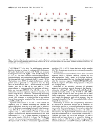5¢-AUUGCACUCC (Fig. 6A). The bold heptamer sequence
has been shown to be critical for binding to U1A; for instance,
G9 makes hydrophobic contacts with Arg52 and hydrogen
bonding interactions with Arg52, Leu49, Asn15 and Lys50 of
U1A (33,34). The other six bases form similar hydrophobic,
hydrogen bonding and stacking interactions with other peptide
backbone and side chain positions in the U1A protein (12,34).
The last three bases (UCC) do not physically interact with the
protein and act primarily as a spacer to close the loop
(8,12,35,36). In addition, the U1A protein interacts in a similar
manner with the 3¢-UTR of its own mRNA (37,38),
autoregulating its own expression by inhibiting polyadeny-
lation and cleavage (12,39,40) (Fig. 6B). However, in this
instance the canonical heptamer sequence is presented as an
internal loop (Box II), rather than a hairpin loop. Following
binding of one U1A monomer to the Box II internal loop, a
second U1A monomer is recruited to bind to an adjacent
internal loop containing a variant of the canonical heptamer,
AUUGUAC (Box I).
Aptamers from rounds 6, 12 and 18 were cloned and
sequenced (Fig. 7). Aptamer sequences that contained the
canonical heptamer were seen at the sixth round of selection:
8% (1 of 12 clones) contained a perfect match to the heptamer,
while 42% (5 of 12 clones) had imperfect matches to this
sequence (Fig. 7A). After another six rounds of selection the
sequence diversity of the pool was further reduced and most
individuals (79%, 11 of 14 clones) possessed the heptamer or
near perfect matches (14%, 2 of 14 clones; Fig. 7B). Further
selection with increasing stringency yielded a pool where 87%
of sequences (26 of 30 clones) contained the heptamer and the
remaining 13% (4 of 30 clones) had near perfect matches
(Fig. 7C). No sequences lacked perfect or near perfect matches
in the ®nal pool.
Based on similar sequences found outside of the conserved
heptamer, anti-U1A aptamers could be clustered into two
sequence families. Family 1 makes up 33% of the ®nal pool,
and can be further subdivided into ®ve clonal sub-families, all
with the consensus sequence UGRACAUUGCACUACG.
Family 2 comprises 23% of the ®nal population of the pool
and is largely clonal.
Predictions of the secondary structures of individual
aptamers are consistent with the hypothesis that Family 1
mimics the wild-type U1 snRNA hairpin II, while Family 2 is
instead structurally similar to the 3¢-UTR of U1A mRNA
(Fig. 6C and D). It should be noted that aptamers that are not in
Family 1 or Family 2 may still generally resemble the wild-
type ligands. For example, many of the aptamers listed as
`other perfect matches' (Fig. 7C) can readily be folded to form
hairpin II-like structures.
Interestingly, all residues that have previously been shown
by structural or functional analyses to be important for
hydrophobic, stacking or hydrogen bonding interactions were
conserved in the selected aptamers. Conversely, residues that
are known to not be important for interactions with U1A were
not conserved. The degree to which features of natural ligands
have been recapitulated by in vitro selection is remarkable. A
C:G base pair closes the loop in the wild-type U1 snRNA
hairpin and has been shown to be crucial for binding an
arginine residue in U1A. Disruption of this base pair and this
interaction eliminates U1 snRNA binding to U1A (9,41). All
Figure 4. Nucleic acid products during automated U1A selection. Radioactive reaction products from RT±PCR and transcription reactions during automated
selection were resolved on denaturing polyacrylamide gels. RNA (80 nt) and DNA (99 nt) products are indicated by green and blue arrows, respectively. The
round numbers are listed above the lanes.
e108 Nucleic Acids Research, 2002, Vol. 30 No. 20 PAGE 8 OF 14
 