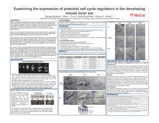 Examining the expression of potential cell cycle regulators in the developing
mouse inner ear
Maryam Ebrahimi1, Gillian L. Drury2, Giselle Boukhaled2, Melissa A. Vollrath1, 2
1 Department of Neurology and Neurosurgery and 2 Department of Physiology, McGill University, Montreal, Quebec, Canada!
ABSTRACT!
RESULTS!
RT-­‐PCR	
  conﬁrmed	
  the	
  expression	
  of	
  10	
  candidate	
  genes	
  in	
  mouse	
  utricle	
  at	
  postnatal	
  day	
  7	
  	
  
BACKGROUND!
	
   Nega&ve	
   cell-­‐cycle	
   regulators	
   with	
   ongoing	
   expression	
   in	
   suppor&ng	
   cells	
   prevent	
  
them	
  from	
  dividing	
  and	
  diﬀeren&a&ng	
  into	
  hair	
  cells	
  	
  
HYPOTHESIS !
APPROACH!
DISCUSSION AND FUTURE DIRECTIONS!
 Analyzing	
  SHIELD	
  data	
  	
  
Selected	
  10	
  candidate	
  cell-­‐cycle	
  genes	
  with	
  high	
  and	
  persistent	
  expression	
  in	
  utricle	
  
suppor&ng	
  cells	
  at	
  embryonic	
  day	
  16	
  and	
  postnatal	
  days	
  4,7,16	
  
 Conﬁrma&on	
  of	
  SHIELD	
  data	
  by	
  RT-­‐PCR	
  
To	
  date	
  we	
  have	
  conﬁrmed	
  expression	
  of	
  10	
  of	
  these	
  genes	
  
 Localiza&on	
  of	
  candidate	
  genes	
  by	
  in	
  situ	
  hybridiza&on	
  
Here	
  we	
  show	
  RNA	
  localiza&on	
  for	
  genes	
  Cav2,	
  Frk,	
  AnnexA1	
  and	
  Igf-­‐1	
  at	
  embryonic	
  days	
  
13.5,15.5,18.5	
  
In	
  situ	
  hybridizaAon	
  method:	
  	
  
	
  	
  Gene-­‐speciﬁc	
  RNA	
  probes	
  labeled	
  using	
  Digoxygenin.	
  	
  
	
  	
  Embryos	
  ﬁxed	
  at	
  diﬀerent	
  embryonic	
  &me	
  points	
  and	
  frozen	
  in	
  OCT.	
  	
  
	
  	
  16-­‐um	
  sec&ons	
  cut	
  on	
  cryostat.	
  	
  
	
  	
  Candidate	
  gene	
  probes	
  are	
  hybridized	
  to	
  inner	
  ear	
  sec&ons.	
  
	
  	
  Control	
  probes	
  (Atoh1)	
  are	
  hybridized	
  to	
  adjacent	
  sec&ons	
  to	
  visualize	
  hair	
  cell	
  layer.	
  	
  
	
  	
  A[er	
  color	
  development,	
  slides	
  are	
  cover-­‐slipped	
  and	
  visualized	
  under	
  the	
  microscope.	
  
REFERENCES!
Cav2,	
   Frk,	
   AnnexA1	
   and	
   Igf-­‐1	
   are	
   expressed	
   in	
   the	
   inner	
   ear	
   of	
   mice	
   at	
  
embryonic	
  days	
  
Our	
  primary	
  analysis	
  using	
  SHIELD	
  led	
  us	
  to	
  select	
  genes	
  with	
  higher	
  and	
  more	
  
persistent	
   expression	
   in	
   utricular	
   SCs	
   than	
   HCs	
   at	
   postnatal	
   days.	
   Our	
   RT-­‐PCR	
  
results	
  also	
  conﬁrmed	
  the	
  expression	
  of	
  these	
  genes	
  in	
  utricle	
  at	
  postnatal	
  day	
  
7.	
  Our	
  in	
  situ	
  hybridiza&on,	
  from	
  diﬀerent	
  embryonic	
  &me	
  points	
  localized	
  the	
  
expression	
  of	
  four	
  selected	
  genes	
  more	
  spread	
  in	
  hair	
  cell	
  layer,	
  as	
  compared	
  
with	
  posi&ve	
  control	
  probe(Atoh1).	
  
Next	
  Step	
  
We	
  will	
  use	
  the	
  speciﬁc	
  probes	
  for	
  Sox	
  9	
  and	
  P27kip
	
  which	
  have	
  been	
  shown	
  to	
  
be	
  expressed	
  in	
  utricular	
  SCs	
  at	
  embryonic	
  ages	
  7,8
.	
  Using	
  these	
  controls,	
  we	
  can	
  
visualize	
  to	
  what	
  extend	
  our	
  selected	
  genes	
  are	
  expressed	
  in	
  these	
  two	
  cells.	
  	
  
To	
  inves&gate	
  the	
  func&on	
  of	
  the	
  candidate	
  cell-­‐cycle	
  regulator	
  genes	
  we	
  will	
  
knockdown	
  gene	
  expression	
  in	
  cultured	
  mouse	
  utricles	
  using	
  siRNA	
  and	
  assay	
  
for	
  cell	
  prolifera&on.	
  Reentry	
  into	
  the	
  cell	
  cycle	
  will	
  be	
  measured	
  by	
  BrdU	
  uptake	
  
(a	
  standard	
  assay	
  for	
  measuring	
  cell	
  division).	
  	
  
Future	
  direcAons	
  
This	
   experimental	
   approach	
   will	
   allow	
   us	
   to	
   test	
   these	
   and	
   other	
   candidate	
  
nega&ve	
  cell-­‐cycle	
  regulators	
  for	
  their	
  ability	
  to	
  produce	
  hair	
  cell	
  prolifera&on.	
  In	
  
the	
   long	
   term	
   this	
   may	
   iden&fy	
   target	
   genes	
   for	
   developing	
   therapeu&c	
  
strategies	
  for	
  the	
  treatment	
  of	
  hearing	
  loss.	
  	
  	
  
Igf-­‐1	
   and	
   AnnexA1	
   associate	
   with	
   cell	
   prolifera&on	
   of	
   CNS	
   and	
   PNS	
   in	
   diﬀerent	
  
developmental	
   &me	
   point.5,7	
   Igf-­‐1	
   maintains	
   cell	
   prolifera&on	
   of	
   O&c	
   Vesicle	
   during	
  
development.8	
  AnnexA1	
  Is	
  secreted	
  from	
  cochlear	
  suppor&ng	
  cells	
  a[er	
  hair	
  cell	
  loss.9	
  
AnnexA1	
  associates	
  with	
  Cyclin	
  D	
  to	
  control	
  cell	
  cycle	
  progress	
  in	
  diﬀerent	
  cell	
  lines.6	
  
1.Groves	
  A.K.	
  The	
  challenge	
  of	
  hair	
  cell	
  regenera&on.	
  Exp	
  Biol	
  Med.	
  2010;	
  235:	
  434-­‐446	
  
2.Lowenheim	
  H,	
  Furness	
  DN,	
  Kil	
  J,	
  Zinn	
  C,	
  Gol&g	
  K,	
  Fero	
  ML,	
  et	
  al.	
  Gene	
  disrup&on	
  of	
  p27Kip1	
  allows	
  cell	
  	
  prolifera&on	
  in	
  the	
  postnatal	
  and	
  
adult	
  organ	
  of	
  Cor&.	
  Proceedings	
  of	
  the	
  Na&onal	
  Academy	
  of	
  Sciences.	
  1999	
  March	
  30,	
  1999;96(7):4084-­‐8.	
  
3.	
  Sage	
  C,	
  Huang	
  M,	
  Karimi	
  K,	
  Gu&errez	
  G,	
  Vollrath	
  MA,	
  Zhang	
  D-­‐S,	
  et	
  al.	
  Prolifera&on	
  of	
  Func&onal	
  Hair	
  Cells	
  in	
  Vivo	
  in	
  the	
  Absence	
  of	
  the	
  
Re&noblastoma	
  Protein.	
  Science.	
  2005	
  February	
  18,	
  2005;307(5712):1114-­‐8.	
  
4.Xie	
  L,	
  Frank	
  PG,	
  Lisan&	
  MP,	
  Sowa	
  G.	
  Endothelial	
  cells	
  isolated	
  from	
  caveolin-­‐2	
  knockout	
  mice	
  display	
  higher	
  prolifera&on	
  rate	
  and	
  cell	
  
cycle	
  progression	
  rela&ve	
  to	
  their	
  wild-­‐type	
  counterparts.	
  2010;	
  298:	
  C693-­‐701	
  
5.Alldrige	
   LC,	
   Bryant	
   CE.	
   Annexin	
   1	
   regulates	
   cell	
   prolifera&on	
   by	
   disrup&on	
   of	
   cell	
   morphology	
   and	
   inhibi&on	
   of	
   cyclin	
   D1	
   expression	
  
through	
  sustained	
  ac&va&on	
  of	
  the	
  ERK1/2	
  MAPK	
  signal.	
  Experimental	
  cell	
  research.	
  2003;290:	
  93-­‐107.	
  
6.Mak	
  ACY,	
  Szeto	
  IYY,	
  Fritzsch	
  B,	
  Cheah	
  KSE.	
  Diﬀeren&al	
  and	
  overlapping	
  expression	
  of	
  SOX2	
  and	
  SOX9	
  in	
  inner	
  ear	
  development.	
  Gene	
  Expr	
  
Pajerns.2009;9(6):444-­‐453.	
  
7.Varela-­‐Nieto	
  I,	
  Morales-­‐Garcia	
  JA,	
  Vigil	
  P,	
  Diaz-­‐Casares	
  A,	
  Gorospe	
  I,	
  Sanchez-­‐Galiano	
  S,	
  Canon	
  S,	
  Camarero	
  G,	
  Contreras	
  J,	
  Cediel	
  R,	
  Leon	
  
Y.	
  Trophic	
  eﬀects	
  of	
  insulin-­‐like	
  growth	
  factor-­‐I	
  in	
  the	
  inner	
  ear.	
  Hearing	
  research.2004;196:	
  19-­‐25.	
  	
  
8.	
  Leon	
  Y,	
  Vazquez	
  CS,	
  Vega	
  JA,	
  Mato	
  JM,	
  Giraldez	
  F,	
  Represa	
  J,	
  Varela-­‐Nieto	
  I.	
  Insulin-­‐Like	
  growth	
  factor_I	
  regulates	
  cell	
  prolifera&on	
  in	
  the	
  
developing	
  Inner	
  ear.	
  Endocrinology.	
  1995;136(8):	
  3494-­‐3503	
  .	
  
9.	
   Kalinec	
   F,	
   Webster	
   P,	
   Maricle	
   A,	
   Guerrero	
   D,	
   Chakravar&	
   DN,	
   Chakravar&	
   B,	
   Gellibolian	
   R,	
   Kalinec	
   G.	
   Glucocor&coid-­‐s&mulated,	
  
transcrip&on-­‐independent	
  release	
  of	
  Annexin	
  A1	
  by	
  Cochlear	
  Hensen	
  cells.	
  Bri&sh	
  Journal	
  of	
  Phramacology.2009;	
  158:	
  1820-­‐1834.	
  	
  
10.	
  Yim	
  EK,	
  Siwko	
  S,	
  Lin	
  SY.	
  Exploring	
  Rak	
  tyrosine	
  kinase	
  func&on	
  in	
  breast	
  cancer.	
  Cell	
  cycle.2009;8:	
  2360-­‐2364.	
  
NegaAve	
  regulators	
  of	
  cell	
  cycle	
  prevent	
  supporAng	
  cell	
  division	
  	
  	
  	
  	
  	
  
In	
   the	
   development	
   of	
   the	
  
mammalian	
  inner	
  ear,	
  progenitor	
  
cells	
   exit	
   the	
   cell	
   cycle	
   around	
  
embryonic	
   day	
   13	
   and	
  
diﬀeren&ate	
   into	
   hair	
   cells	
   and	
  
suppor&ng	
   cells.	
   Both	
   cell	
   types	
  
remain	
  quiescent	
  a[er	
  birth.	
  The	
  
persistent	
   	
   expression	
   of	
  
nega&ve	
  cell-­‐cycle	
  regulators	
   	
  is	
  
thought	
  	
  	
  
to	
  be	
  responsible	
  for	
  the	
  inability	
  of	
  inner	
  ear	
  suppor&ng	
  cells	
  to	
  proliferate	
  a[er	
  
hair	
  cell	
  death.	
   	
  Knocking	
  out	
  cell-­‐cycle	
  inhibitors	
  such	
  as	
  Re&noblastoma	
  (Rb)	
  
and	
   P27kip1	
   lead	
   to	
   hair	
   cell	
   prolifera&on	
   indica&ng	
   that	
   these	
   genes	
   ac&vely	
  
prevent	
  suppor&ng	
  cell	
  diﬀeren&a&on.	
  	
  	
  	
  	
  
Atoh1	
  	
  
(HC	
  control)	
  	
  
In	
  situ	
  hybridizaAon	
  shows	
  Atoh1	
  and	
  Cav2	
  expression	
  in	
  utricular	
  HCs	
  at:	
  
Frk	
  
Sensory epithelia of the mammalian inner ear are composed of hair cells and supporting
cells. These cells originate from common precursors, which exit the cell cycle during late
embryogenesis. Thereafter, hair cells and supporting cells maintain a non-proliferative state.
As a result, hair cell loss in mammals is irreversible. If inner ear organs are to be
regenerated, supporting cells must reenter the cell cycle to produce new hair cells and
supporting cells.
Little is known about genes that maintain the post-mitotic state of inner ear supporting cells.
Previous studies revealed the role of cell cycle inhibitors such as p27kip in regulating the
post-mitotic fate of differentiated supporting cells (Lowenheim et al., 1999).
The purpose of our study was to identify other potential regulators of cell cycle in supporting
cells and determine their expression at different ages. We used the Shared Harvard Inner-
Ear Laboratory data base (SHIELD; shield.hms.harvard.edu) to select 15 candidate genes
following these criteria: 1) an established role in cell cycle regulation in other cell types, 2)
maintained postnatal expression in mouse utricular supporting cells, and 3) not previously
studied in the mouse inner ear.
We used RT-PCR and in situ hybridization to determine the expression of these candidate
genes in inner ear sensory epithelia. Our RT-PCR results, from mouse utricles at postnatal
day 7, (which contained hair cells, supporting cells, and non-sensory cells) confirmed the
expression of all candidate genes. Our in situ hybridization results, which came from mice
between embryonic days 13.5 and 18.5, were mixed. In some cases expression was seen
mainly in supporting cells, as expected based on the SHIELD data and in other cases in hair
cells or non-sensory cells. Further studies are required to test whether these genes play a
role in regulating cell cycle in the mouse developing inner ear. 	
  
In	
  situ	
  hybridizaAon	
  shows	
  Frk,	
  AnnexA1	
  and	
  Igf-­‐1	
  expression	
  in	
  utricular	
  HCs	
  at:	
  	
  
	
  	
  	
  	
  	
  	
  	
  	
  	
  	
  	
  	
  	
  	
  	
  	
  	
  E13.5	
  	
  	
  	
  	
  	
  	
  	
  	
  	
  	
  	
  	
  	
  	
  	
  	
  	
  	
  	
  	
  	
  	
  	
  	
  	
  	
  	
  	
  	
  	
  E15.5	
   	
  	
  	
  	
  	
  	
  	
  	
  	
  	
  	
  	
  E18.5	
  
Otolithic membrane
Hair cells
Supporting cells
Nerve fiber
AnnexA1	
  	
  
Igf-­‐1	
  
Cav2,	
  Frk,	
  AnnexA1	
  and	
  Igf-­‐I	
  regulate	
  cell	
  proliferaAon	
  during	
  development	
  
Frk	
  is	
  a	
  nucleated	
  tyrosine	
  kinas	
  with	
  regulatory	
  role	
  in	
  mammalian	
  epithelial	
  tumor	
  
cells.	
  10	
  Cave	
  is	
  a	
  member	
  of	
  Caveolae	
  proteins	
  which	
  func&on	
  in	
  lipid	
  ra[.	
  Isolated	
  
endothelial	
   cells	
   from	
   Cav2	
   null	
   mouse	
   lung	
   have	
   shown	
   higher	
   rate	
   of	
   cell	
  
prolifera&on	
  when	
  compared	
  with	
  their	
  normal	
  counterparts.4	
  
These	
  genes	
  have	
  not	
  been	
  previously	
  studied	
  in	
  mouse	
  developing	
  utricle	
  
E13.5 E15.5	
   E18.5	
  
Cav2	
  
Inner	
  ear	
  development	
  in	
  the	
  mouse	
  
100uM
 