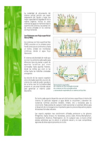 Fitodepuracion espanol
