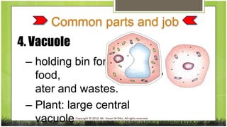 Common parts and job
4. Vacuole
– holding bin for
food,
ater and wastes.
– Plant: large central
vacuole

Copyright © 2013, Mr. Hasan Al-Dika. All rights reserved

w

 