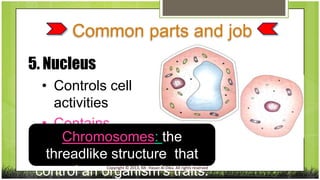 Common parts and job
5. Nucleus
• Controls cell
activities
• Contains
Chromosomes:
chromosomes the
threadlike structure that
control an organism's traits.
Copyright © 2013, Mr. Hasan Al-Dika. All rights reserved

 