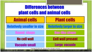Differences between
plant cells and animal cells

Animal cells

Plant cells

Relatively smaller in size

Relatively larger in size

Round shape

Box-like shape

No cell wall

Cell wall present

Vacuole small

Large vacuole

Copyright © 2013, Mr. Hasan Al-Dika. All rights reserved

 