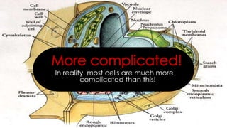 In reality, most cells are much more
complicated than this!

 