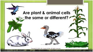 Are plant & animal cells
the same or different?

Copyright © 2013, Mr. Hasan Al-Dika. All rights reserved

 