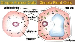 cell membrane

Cell wall
mitochondrion

nucleus

cytoplasm

vacuole

Copyright © 2013, Mr. Hasan Al-Dika. All rights reserved

chloroplast

 