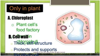 Only in plant
A. Chloroplast
o Plant cell’s
food factory
B.o Contain
Cell wall
chlorophyll
o Thick, stiff structure
o Protects

and supports

Copyright © 2013, Mr. Hasan Al-Dika. All rights reserved

 