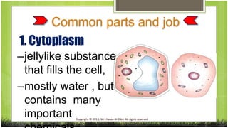 Common parts and job
1. Cytoplasm
–jellylike substance
that fills the cell,
–mostly water , but
contains many
important

Copyright © 2013, Mr. Hasan Al-Dika. All rights reserved

 